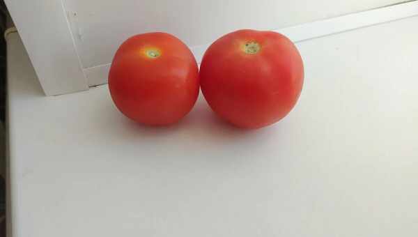 Почему жесткие помидоры. Почему помидоры-сливки жесткие и невкусные