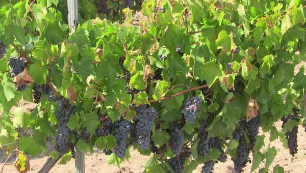 Выращиваем виноград Платовский: практические рекомендации по посадке, обрезке и уходу