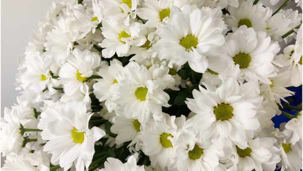 Білі хризантеми: фото, значення та символіка