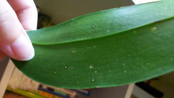 Плями на листях орхідеї: причини і правила лікування