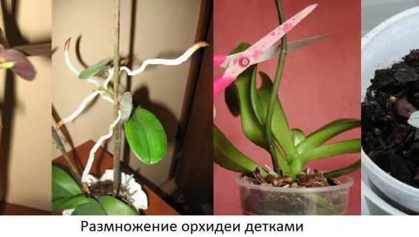Як розмножити орхідею в домашніх умовах через квітоніс?