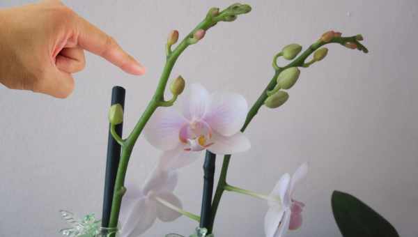 Що робити, якщо в орхідеї засох стебель? Основні причини, наслідки і способи їх уникнути