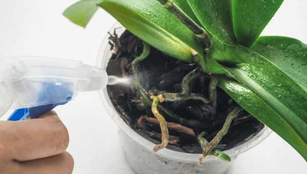 Підготовка та пересадка квітучої орхідеї