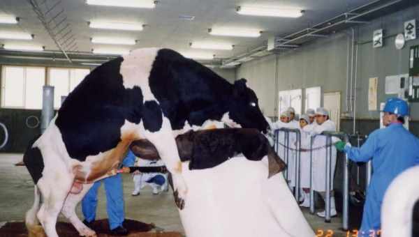 Описание запуска домашних коров перед отелом