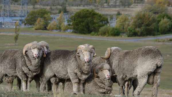 Порода овец-мериносов