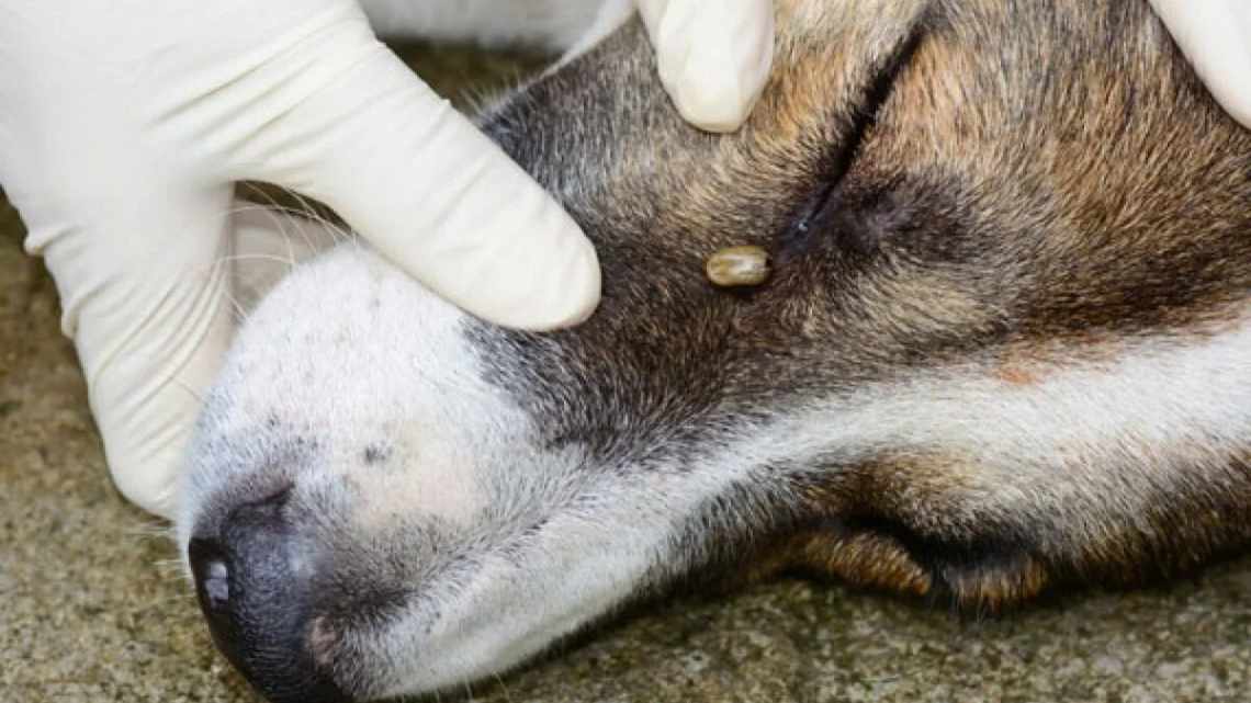 Венерическая саркома у собаки: как защититься и что делать