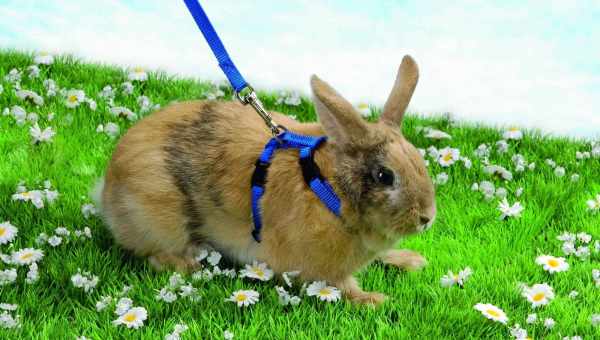 Описание шлейки для кролика