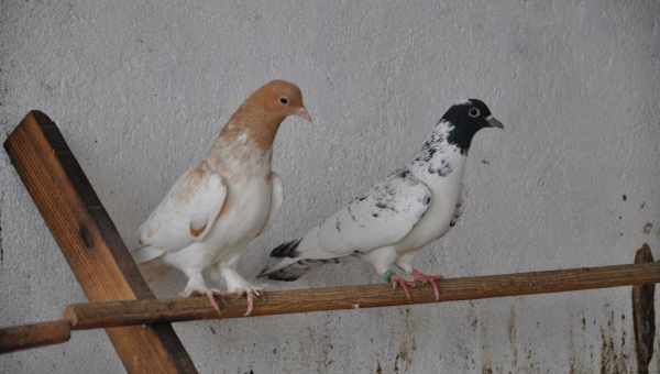 Искусные летуны — пакистанские бойные голуби