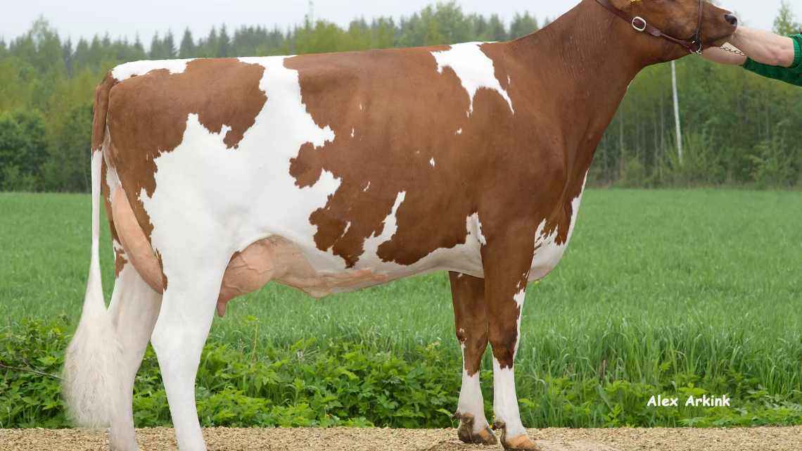 Основные характеристики голштинской породы коров