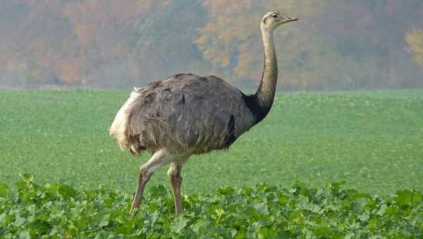 Особенности страуса нанду