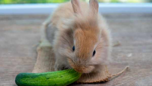 Кормят ли кроликов кабачками?