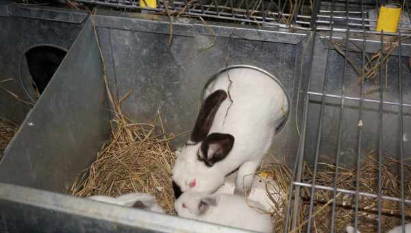 Почему крольчиха разбрасывает крольчат сразу после окрола?