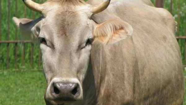 Описание костромской породы коров