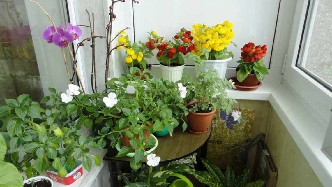 10 растений, которые можно смело оставлять на балконе зимой