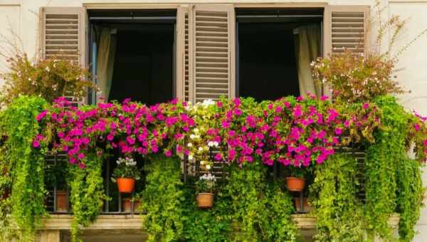 Какие цветы посадить на балконе?