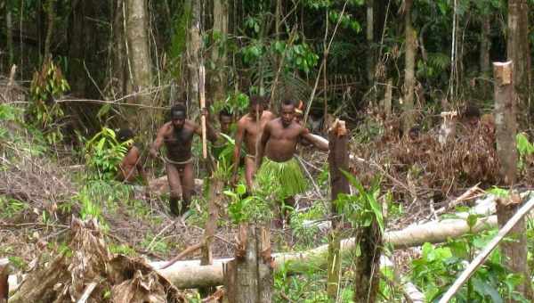 Загадочная «Свинья-Дьявол», живущая в джунглях Новой Гвинеи