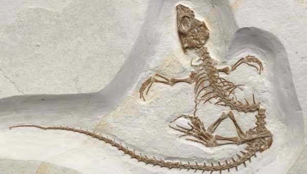 В Шотландии нашли останки странного существа с головой рептилии и лапами кошки