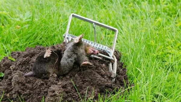 Как избавиться в огороде от грызунов. Борьба с мышами на дачном участке: 5 лучших средств