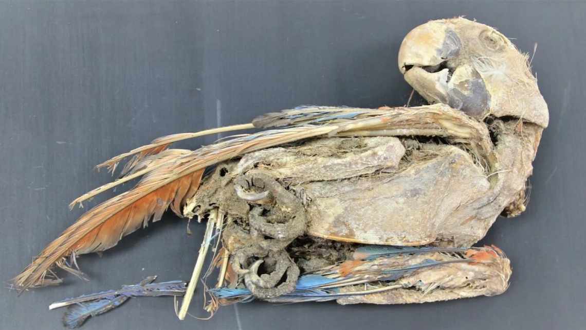 В пустыне Атакама найдены мумии ярких попугаев. Какой секрет они хранят?