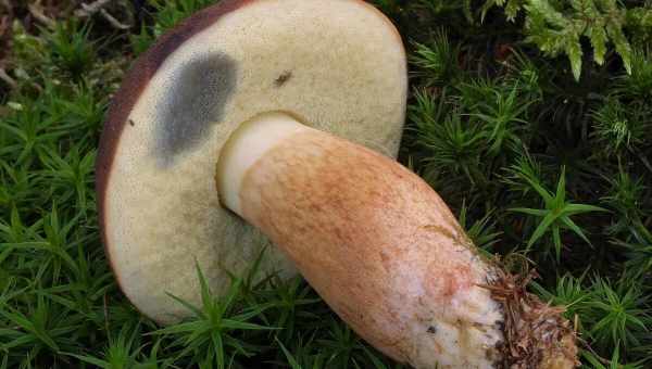 Как выглядит польский боровик. Польский гриб