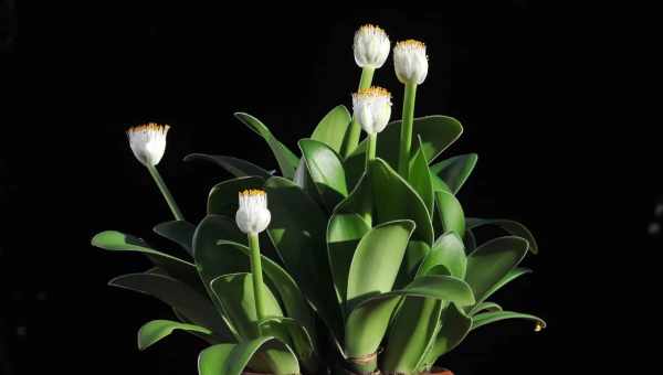 Кімнатна квітка гемантус: види, фото, догляд і розмноження в домашніх умовах